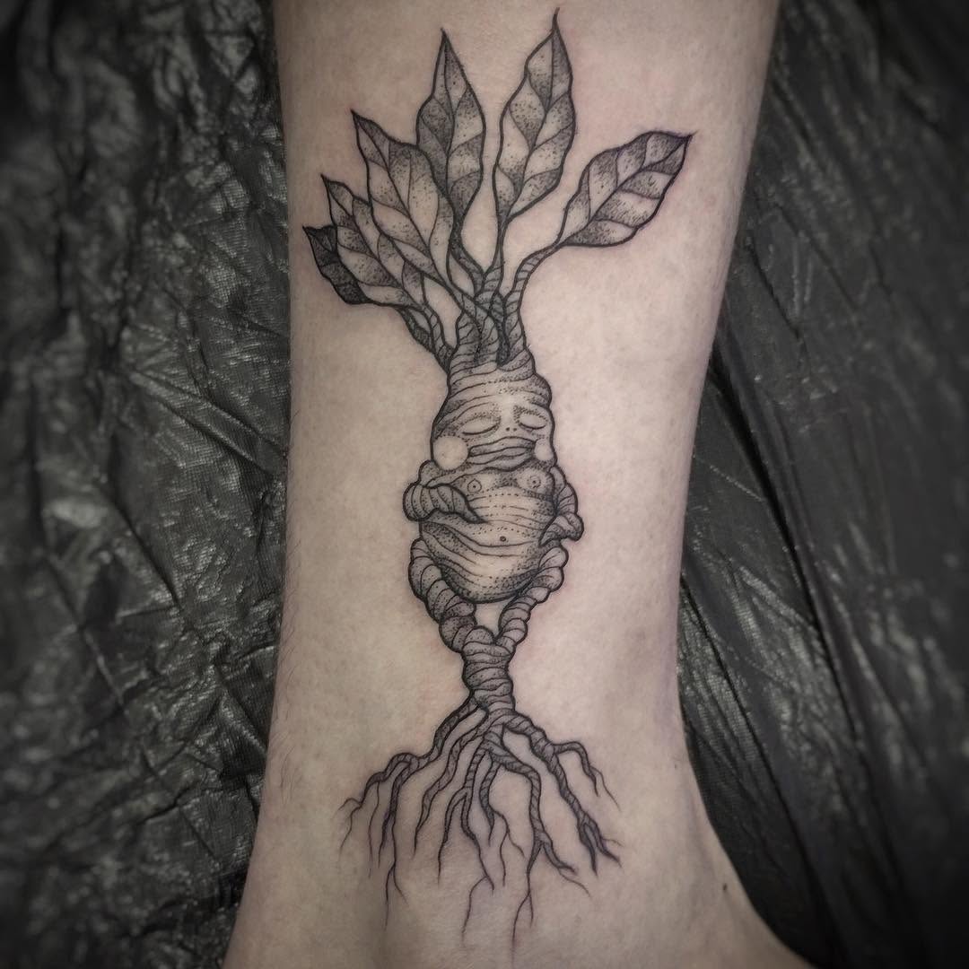 Flower, Rose, Nature, 뿌리
