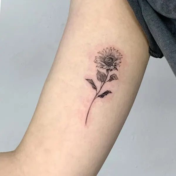 Flower, Rose, 카네이션