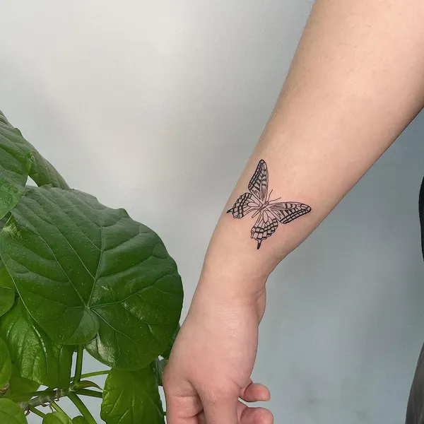 Animal, Nature, 나방, 잠자리