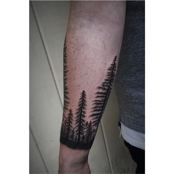 Nature, 숲, 소나무