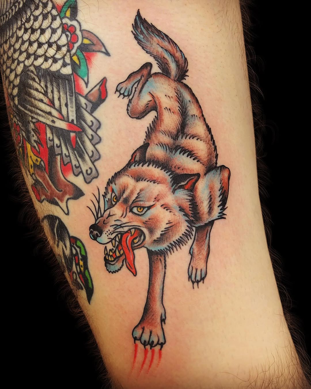 Animal, Tiger