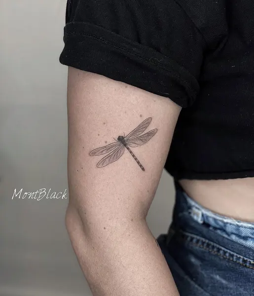Nature, Animal, 잠자리, 화살, 한국 학