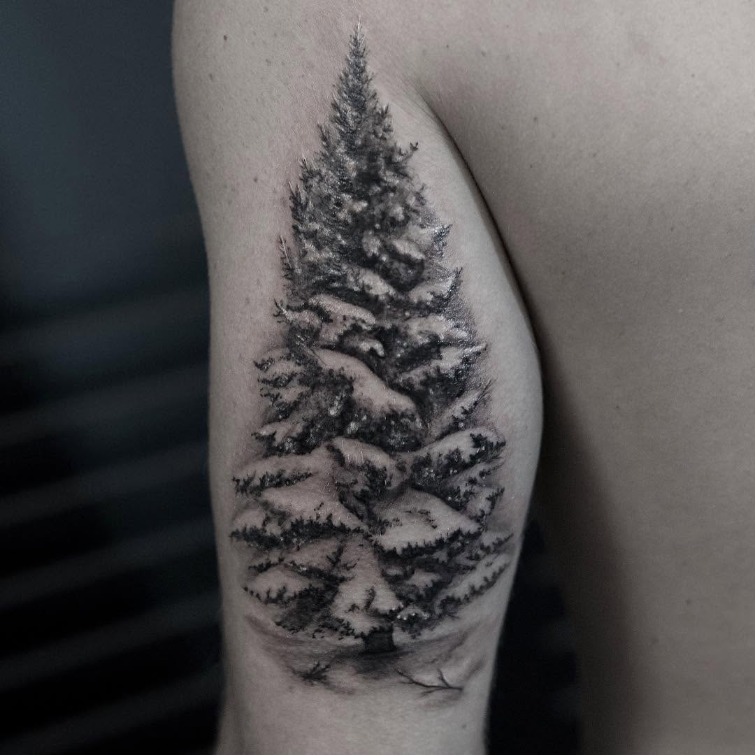 눈, Nature, 숲, 소나무, 나무
