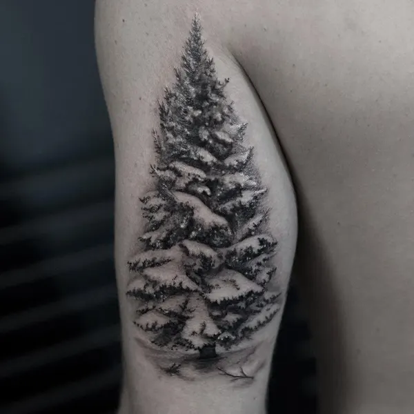 눈, Nature, 숲, 소나무, 나무