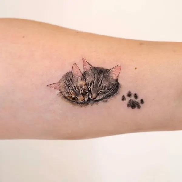 고양이