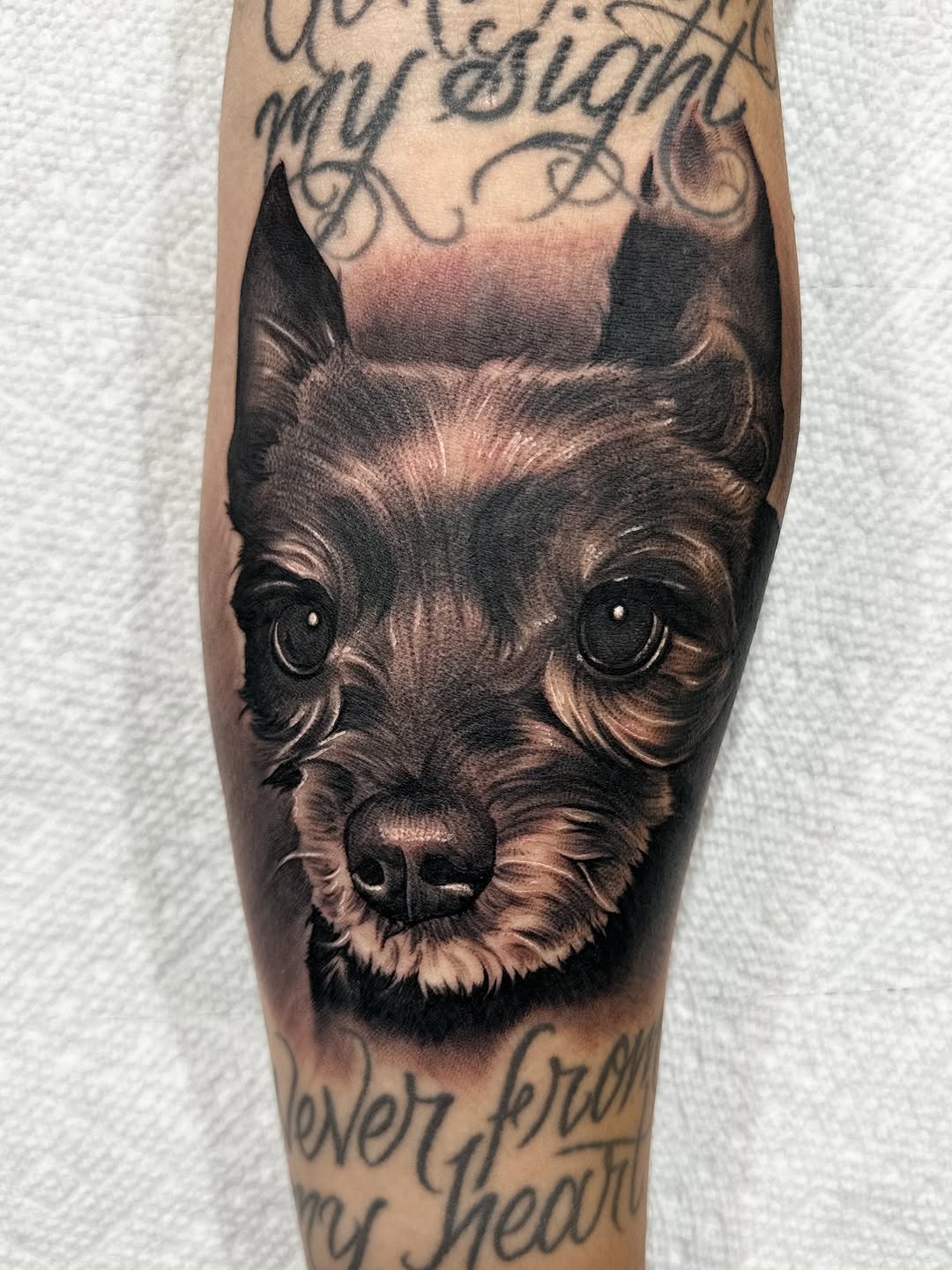 Animal