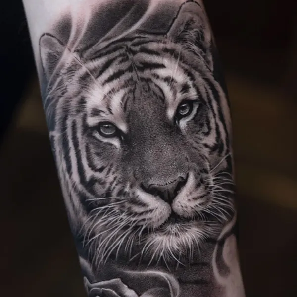 Tiger, 재규어