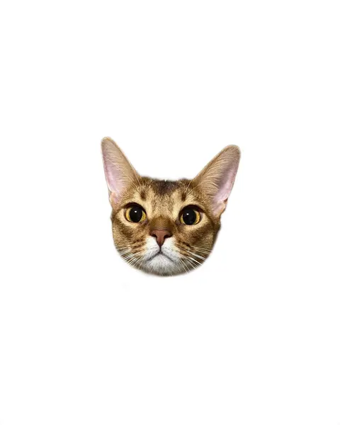 고양이