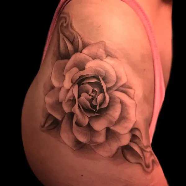 Flower, Rose, Nature