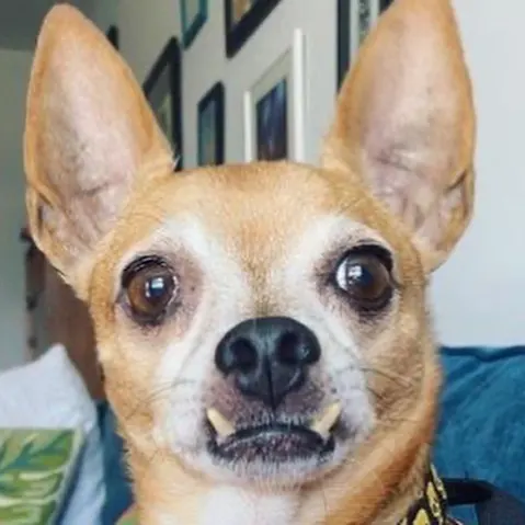 Animal