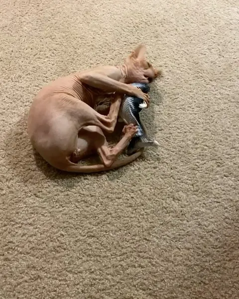 Animal