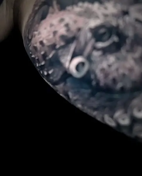 Animal, 문어
