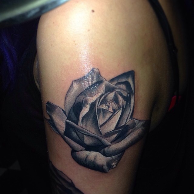 Flower, Rose, Nature