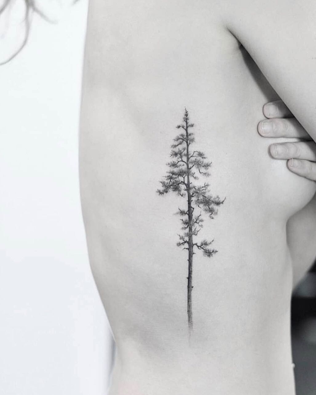 숲, 대나무, 소나무, Nature