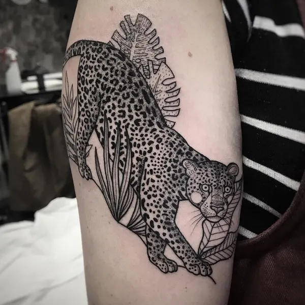 Animal, Tiger, 표범