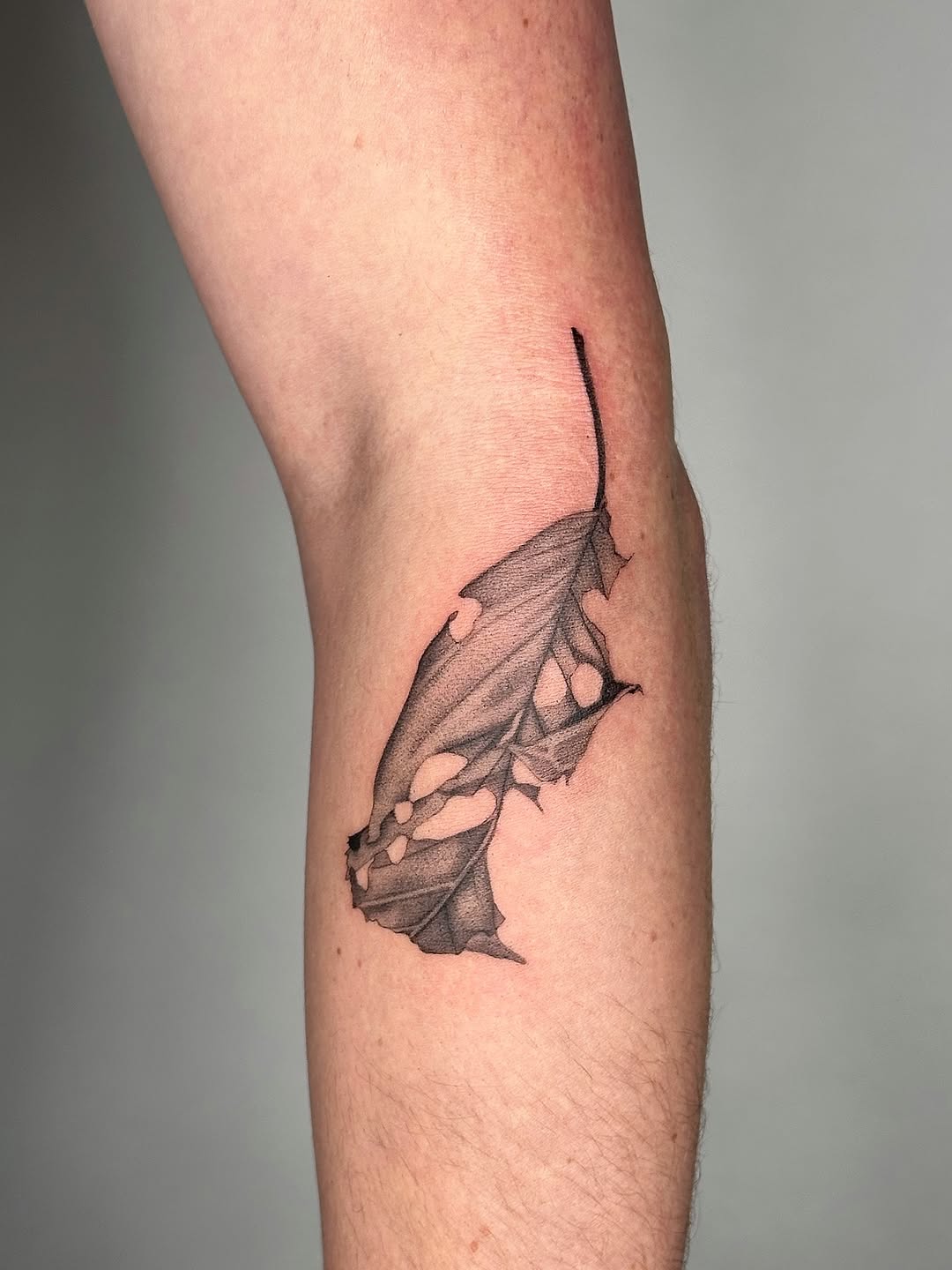 Flower, Rose, 은행잎