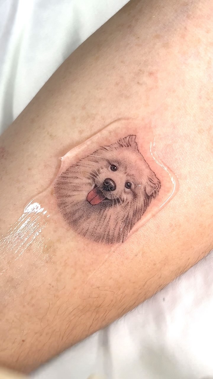 곰, 다람쥐, 고슴도치, 나무늘보, 코알라, 반려동물