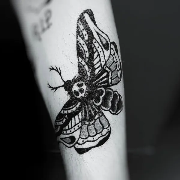 Animal, Nature, 매미, 나방
