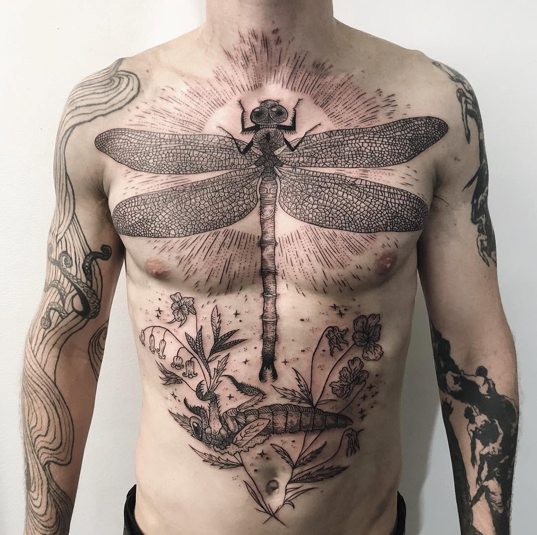 Animal, Nature, 잠자리, 매미