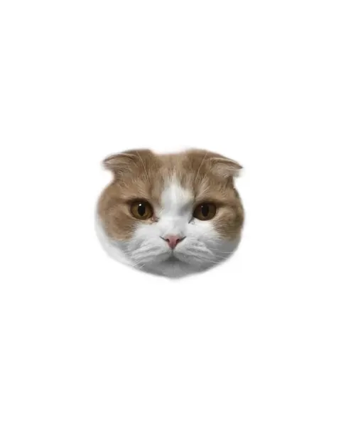 고양이