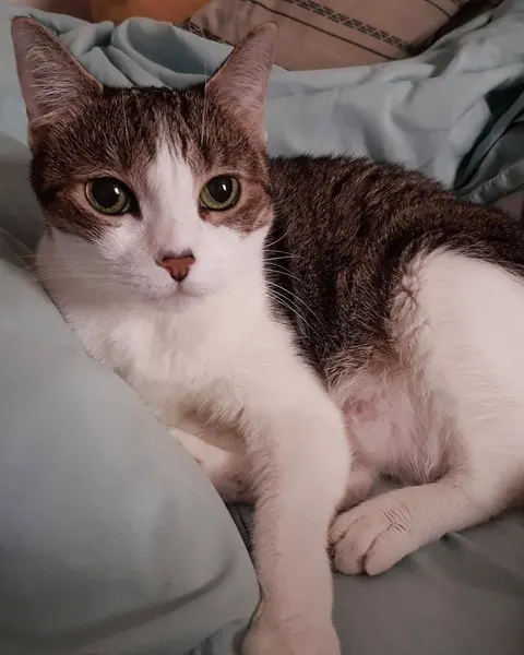 고양이