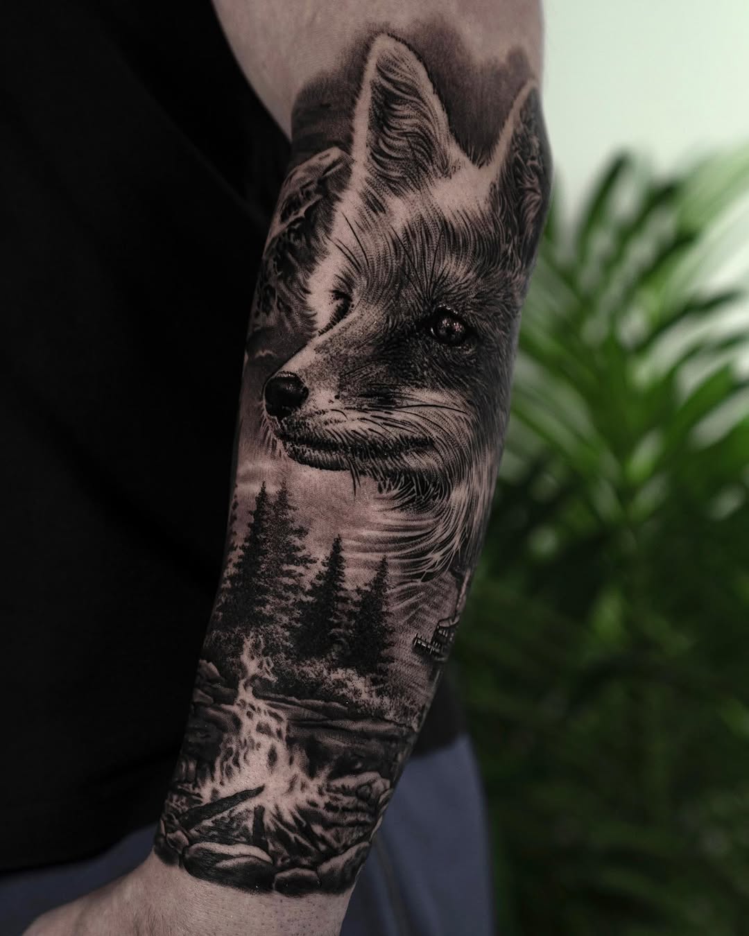 Animal, 여우, 너구리