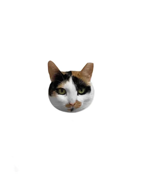 텐구, 함사, 마네키네코, 여우 가면, 고양이