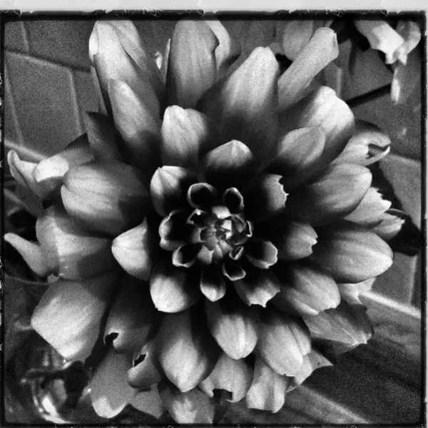 Rose, Flower