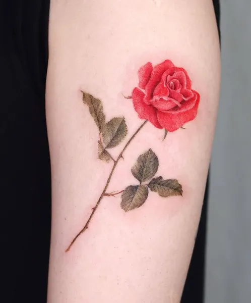 Flower, Rose, Nature