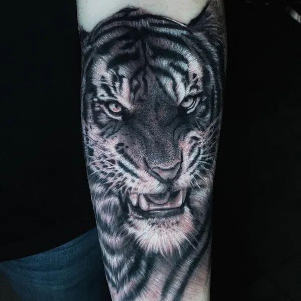 Tiger, 한국 호랑이, 중국 호랑이