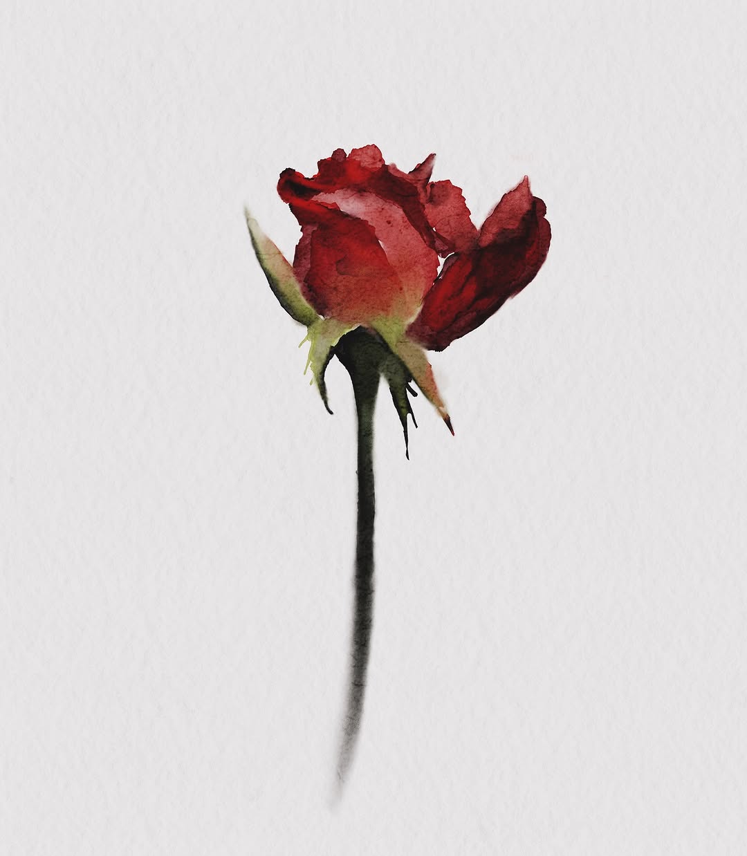 Flower, Rose
