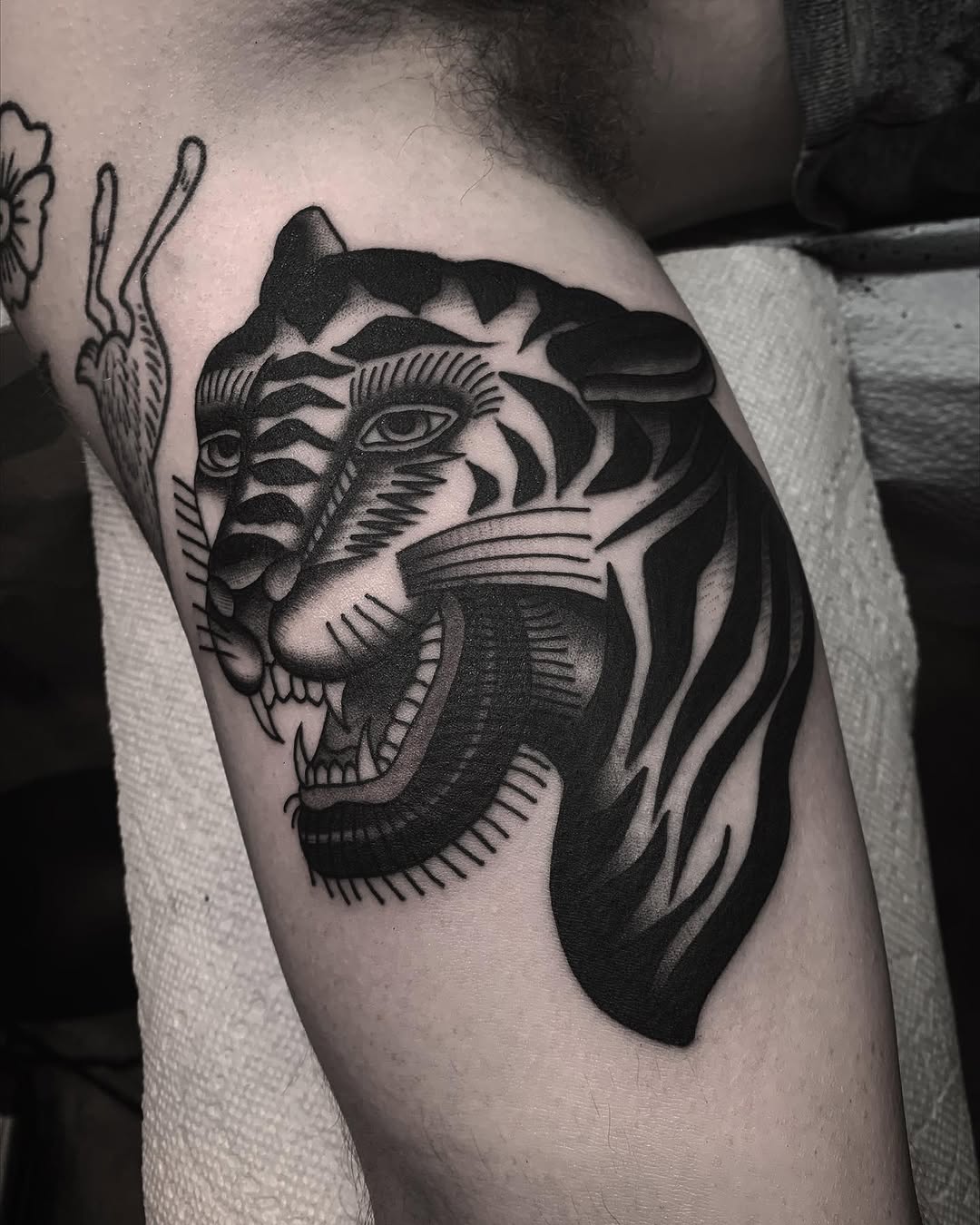 Tiger, Animal, 일본 호랑이, 한국 호랑이