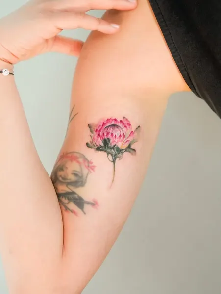 Flower, Rose, 모란, 양귀비