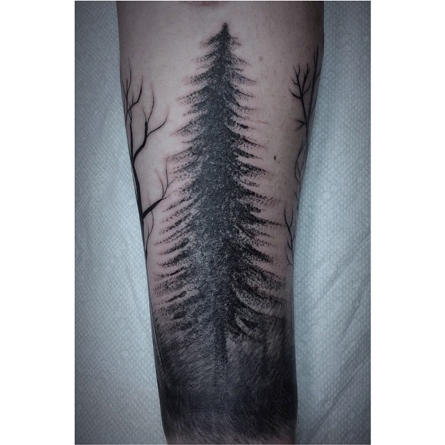 숲, Nature, 소나무
