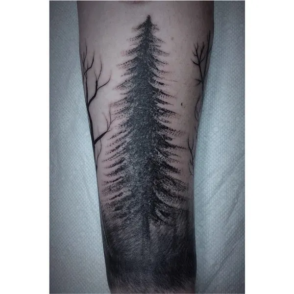 숲, Nature, 소나무