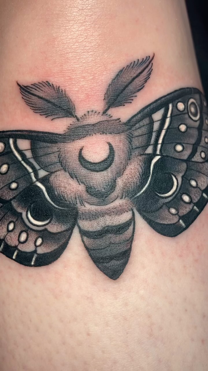 Animal, Nature, 나방