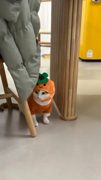 Animal