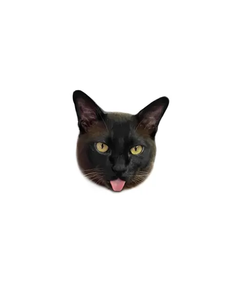 고양이
