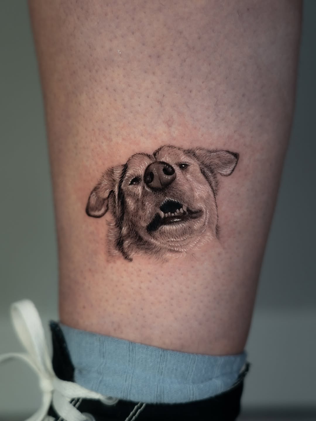 Animal