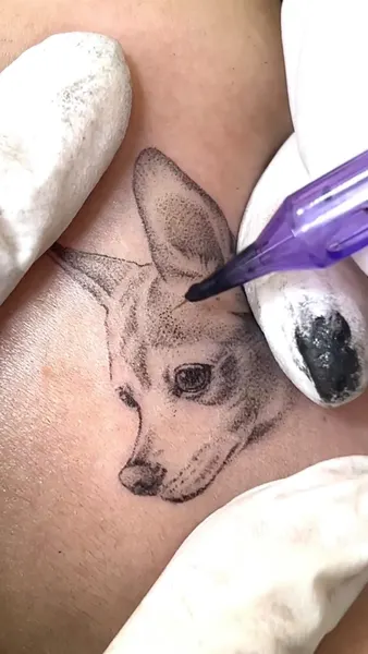 Animal, 코알라