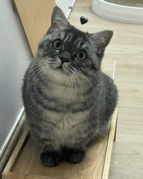 Mini, 마네키네코, 여우 가면