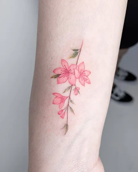 Flower, 벚꽃, 사쿠라, Nature