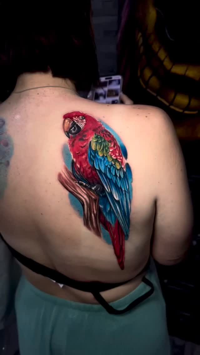 Animal, Nature, 공작, 앵무새, 수탉