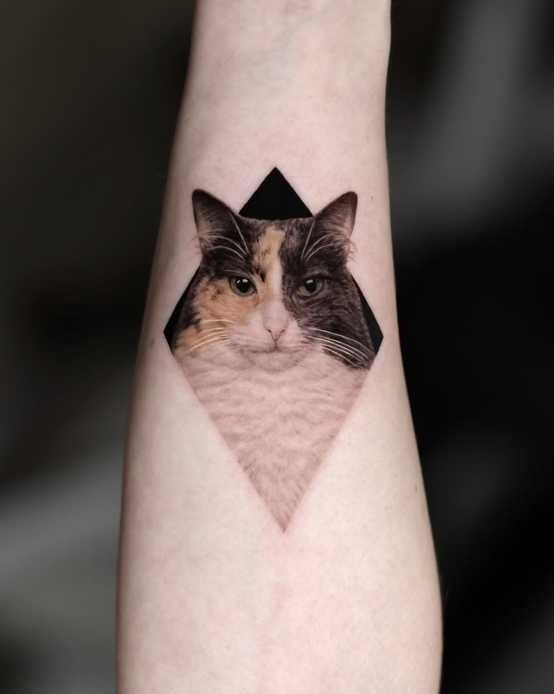 고양이