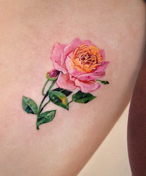 Flower, Rose, Nature