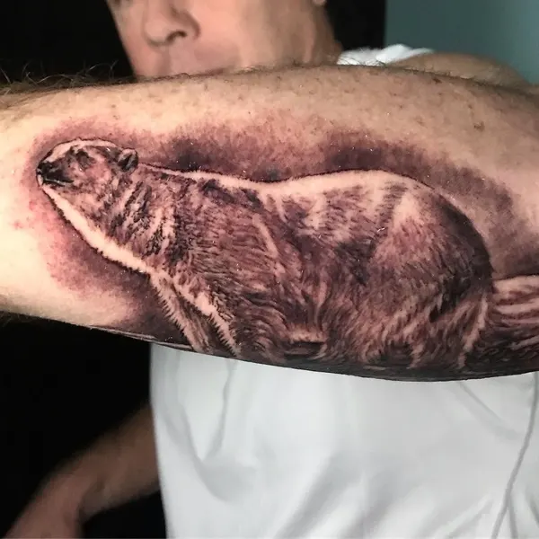 Animal, 바다거북, 거북이