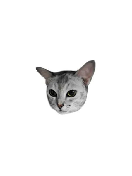 고양이, 여우 가면