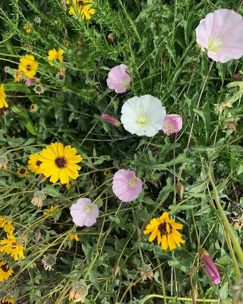 Flower, 꽃다발