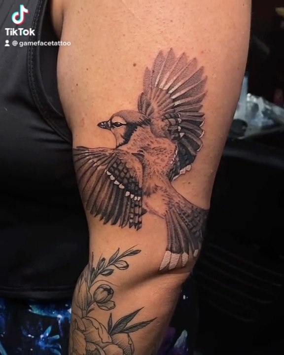 Animal, 수탉
