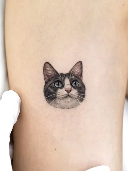 고양이